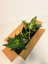 Set of 3 Sansevieria Assorted in 4" Pots - Easy Care Indoor Plants - Sansevieria Houseplants - Snake Plant Set - Beginner Friendly Plants