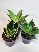 Set of 3 Sansevieria Assorted in 4" Pots - Easy Care Indoor Plants - Sansevieria Houseplants - Snake Plant Set - Beginner Friendly Plants