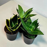 Set of 3 Sansevieria Assorted in 4" Pots - Easy Care Indoor Plants - Sansevieria Houseplants - Snake Plant Set - Beginner Friendly Plants
