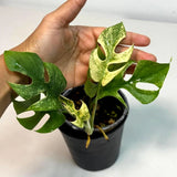 Super Rare Variegated Rhaphidophora Tetrasperma White Monster - Huge Monster - Rare Aroid Live Plant in Nursery Pot - US Seller