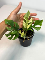 Super Rare Variegated Rhaphidophora Tetrasperma White Monster - Huge Monster - Rare Aroid Live Plant in Nursery Pot - US Seller