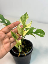 Super Rare Variegated Rhaphidophora Tetrasperma White Monster - Huge Monster - Rare Aroid Live Plant in Nursery Pot - US Seller
