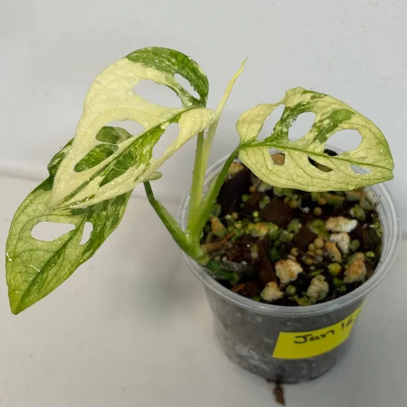 Monstera Adansonii Mint