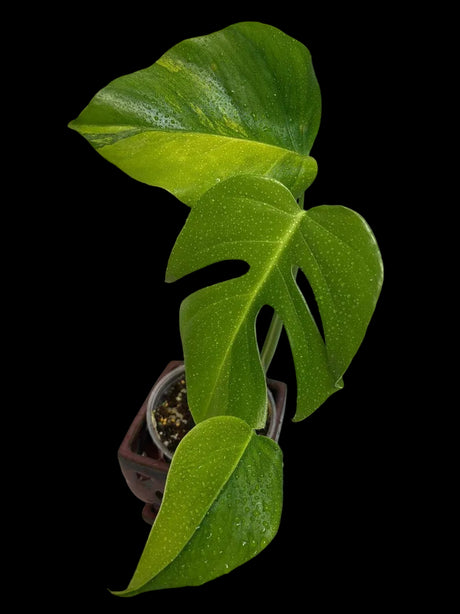 Monstera Aurea Variegated Borsigiana EXACT Live Plant