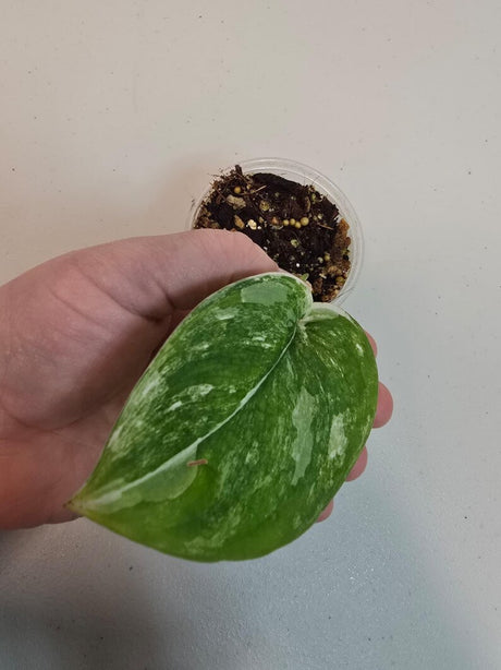Variegated Scindapsus Pictus 'Jade Satin' Plant in a Nursery Pot - Rare Collector Plant - SAME Plant - US Seller