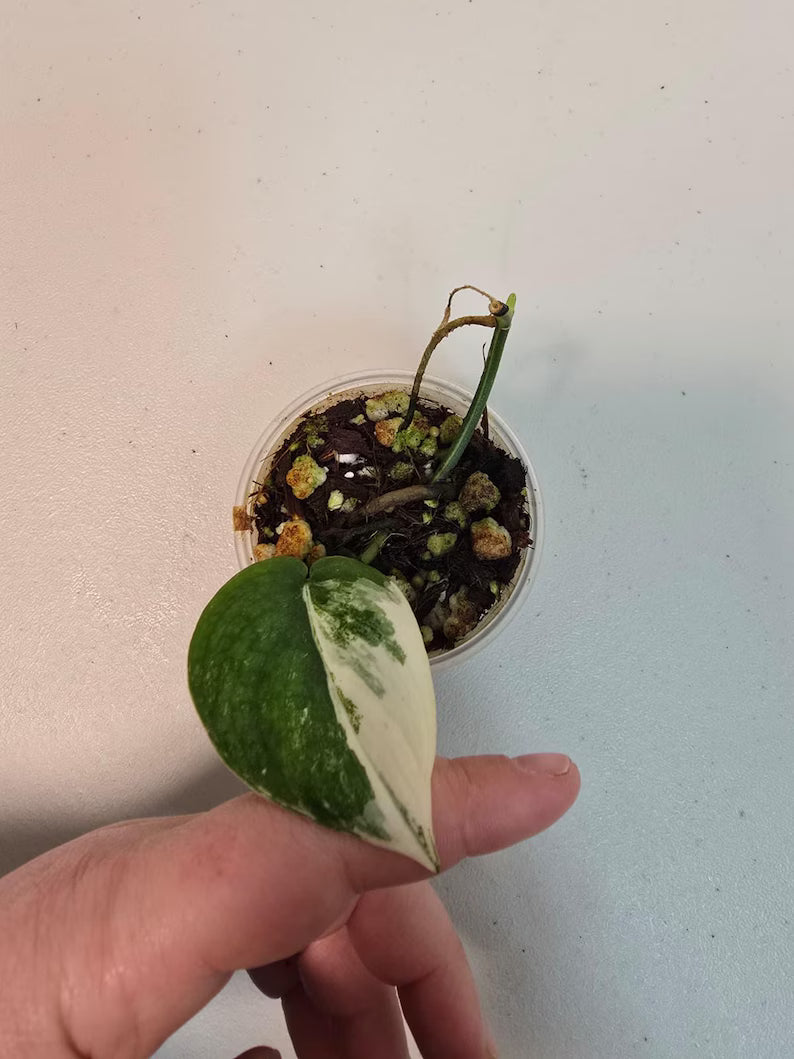 Variegated Scindapsus Pictus 'Jade Satin' Plant in a Nursery Pot - Rare Collector Plant - SAME Plant - US Seller