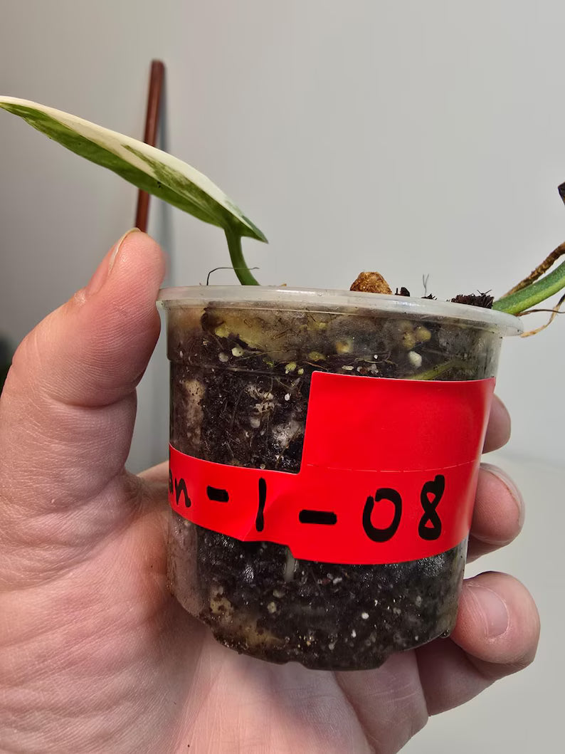 Variegated Scindapsus Pictus 'Jade Satin' Plant in a Nursery Pot - Rare Collector Plant - SAME Plant - US Seller