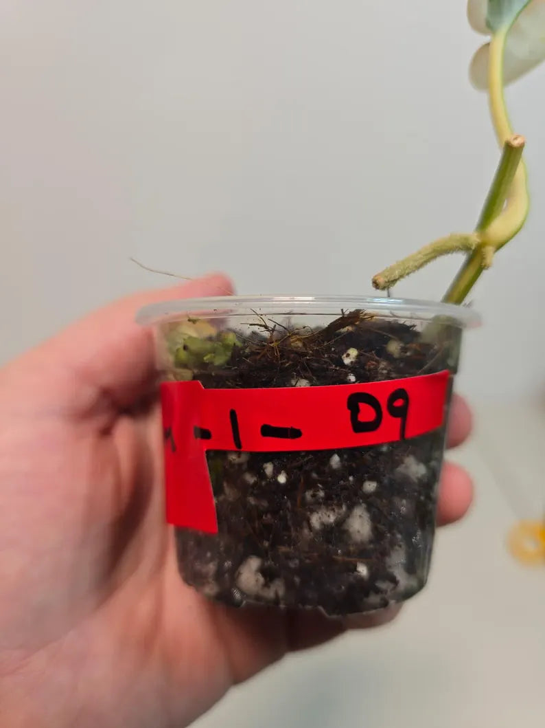 Variegated Scindapsus Pictus 'Jade Satin' Plant in a Nursery Pot - Rare Collector Plant - SAME Plant - US Seller