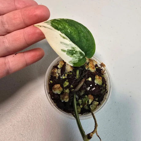  Variegated Scindapsus 