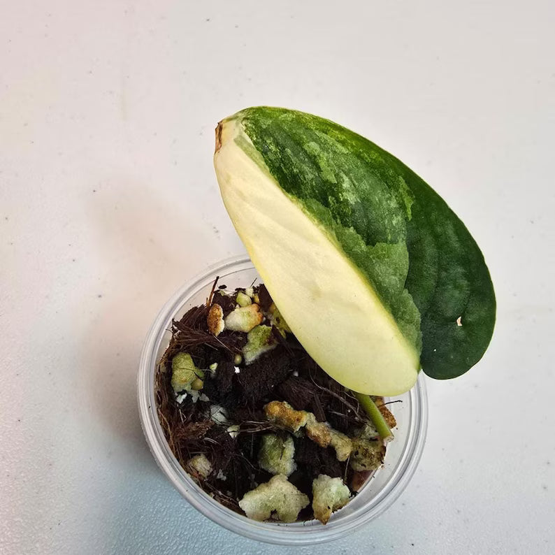 Variegated Scindapsus Pictus 'Jade Satin' Plant in a Nursery Pot - Rare Collector Plant - SAME Plant - US Seller