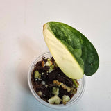 Variegated Scindapsus Pictus 'Jade Satin' Plant in a Nursery Pot - Rare Collector Plant - SAME Plant - US Seller