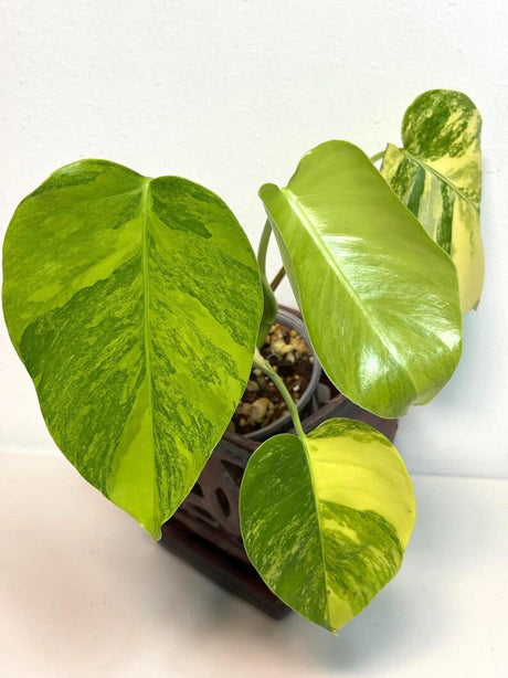 Variegated Borsigiana