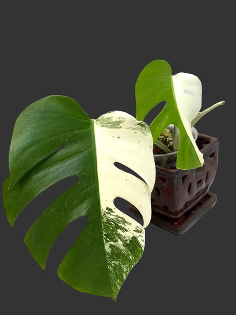 Monstera Albo Half-Moon Variegated Plant