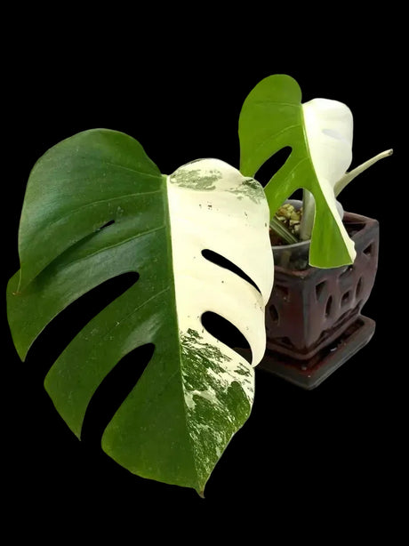 Monstera Albo Half-Moon Variegated Plant