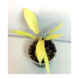 Rare Variegated Philodendron