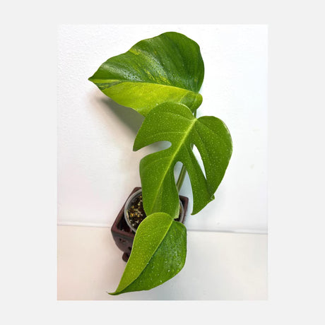 Monstera Aurea Variegated Borsigiana EXACT Live Plant