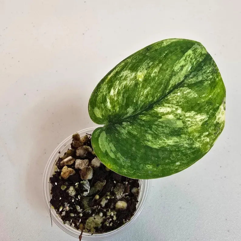 Variegated Scindapsus Pictus 'Jade Satin' Plant in a Nursery Pot - Rare Collector Plant - SAME Plant - US Seller