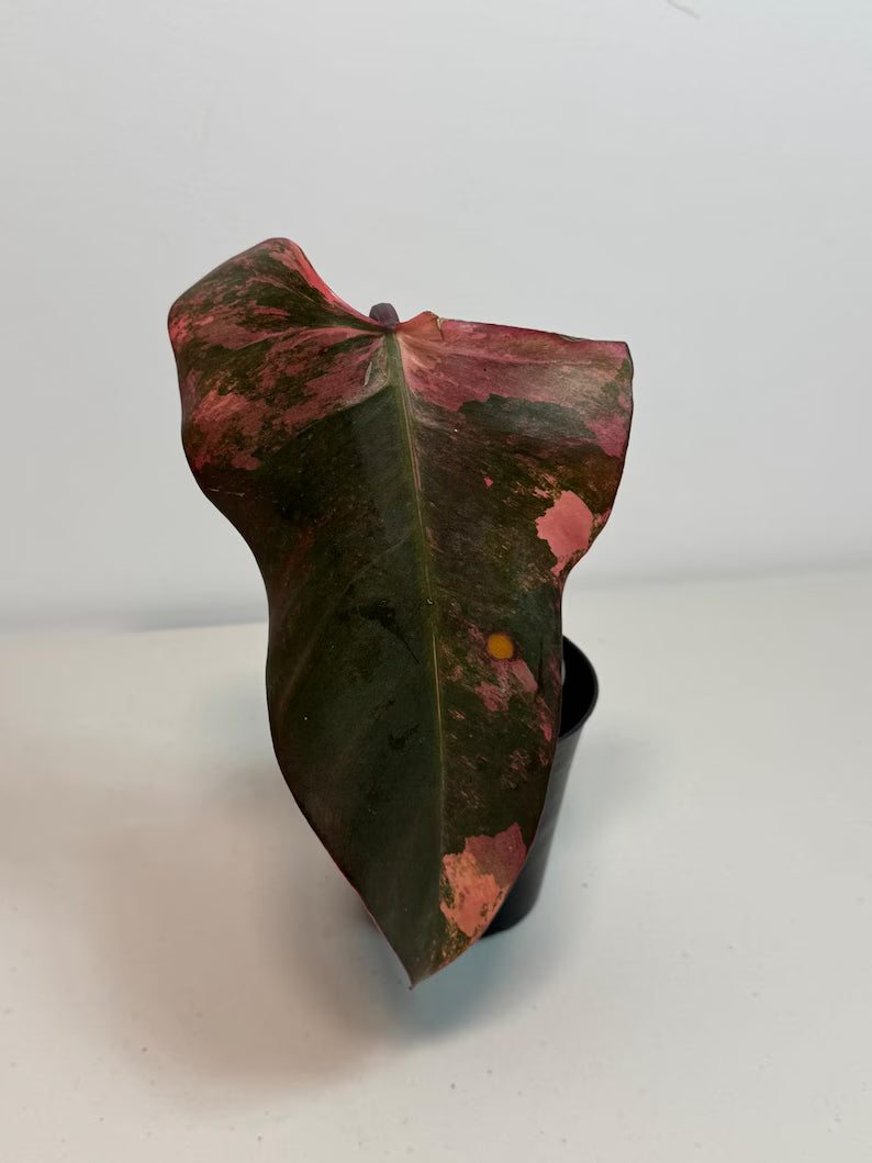 Variegated Philodendron Strawberry Shake Live Plant - Rare Collector Plant - Philodendron Pink Plant - US Seller