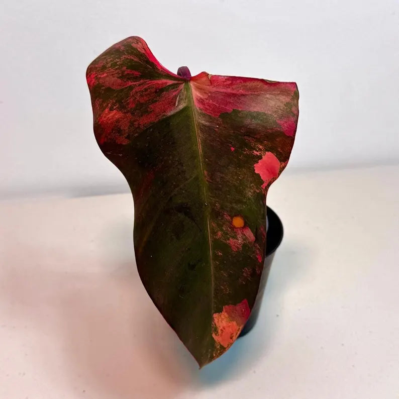 Variegated Philodendron Strawberry Shake Live Plant - Rare Collector Plant - Philodendron Pink Plant - US Seller