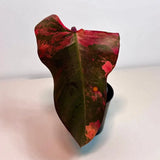 Variegated Philodendron Strawberry Shake Live Plant - Rare Collector Plant - Philodendron Pink Plant - US Seller