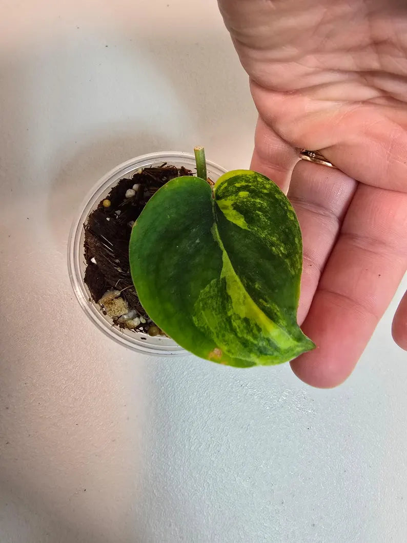  Variegated Scindapsus 