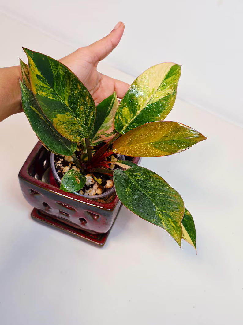 Yellow Congo Philodendron Variegated Live Plant - Super Rare Yellow Congo Indoor - Hard to Come By - Exact Same Plant - US Seller