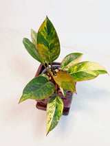 Yellow Congo Philodendron Variegated Live Plant - Super Rare Yellow Congo Indoor - Hard to Come By - Exact Same Plant - US Seller