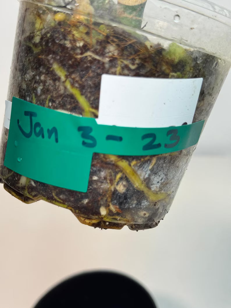 Super Rare Variegated Rhaphidophora Tetrasperma White Monster - Huge Monster - Rare Aroid Live Plant in Nursery Pot - US Seller