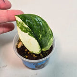 Variegated Scindapsus Pictus 'Jade Satin' Plant in a Nursery Pot - Rare Collector Plant - SAME Plant - US Seller