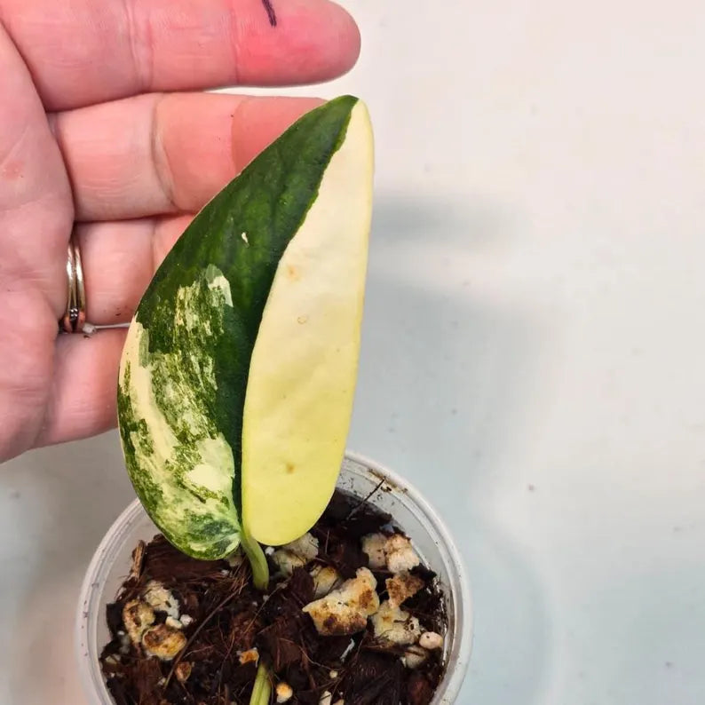 Variegated Scindapsus Pictus 'Jade Satin' Plant in a Nursery Pot - Rare Collector Plant - SAME Plant - US Seller