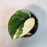  Variegated Scindapsus 