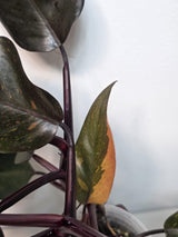 Philodendron Orange Princess Live Plant - Rare Collector Plant - Orange-Red Variegated - Exact Plant - US Seller