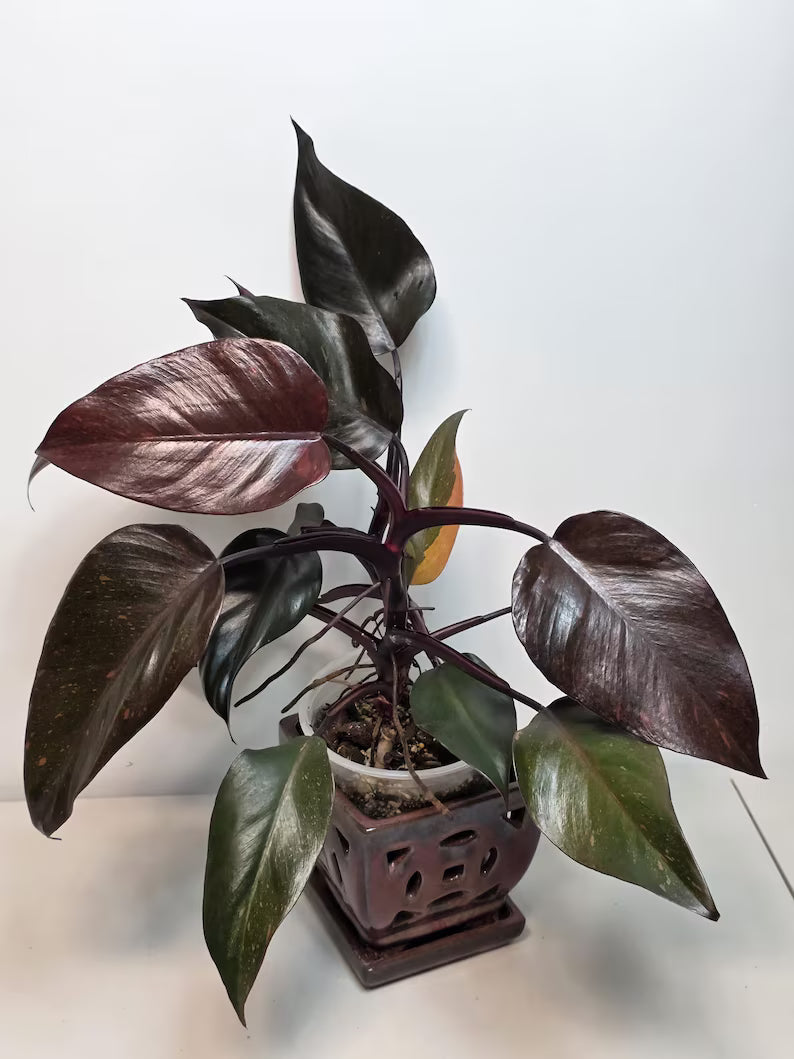 Philodendron Orange Princess Live Plant - Rare Collector Plant - Orange-Red Variegated - Exact Plant - US Seller