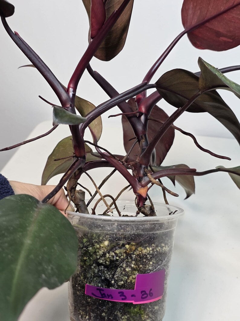 Philodendron Orange Princess Live Plant - Rare Collector Plant - Orange-Red Variegated - Exact Plant - US Seller