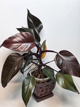 Philodendron Orange Princess Live Plant - Rare Collector Plant - Orange-Red Variegated - Exact Plant - US Seller