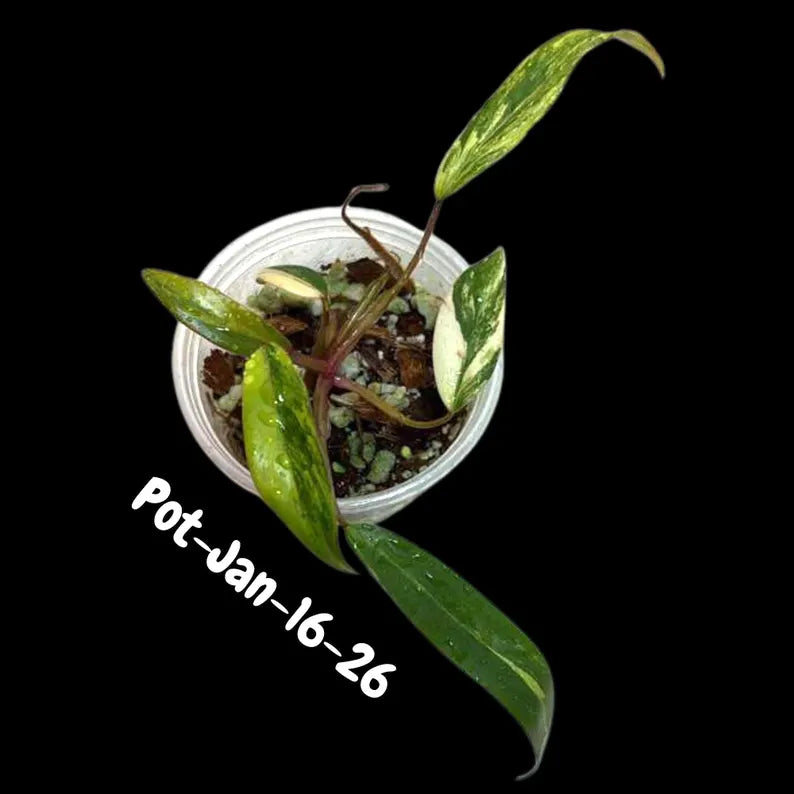 very rare plants
Tropical Houseplant
