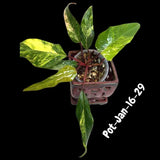 Strawberry Shake plant
rare houseplant
