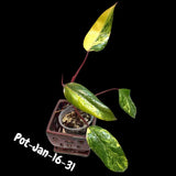 Gift Houseplant
Live Indoor Plants
