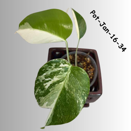 Monstera Albo Variegated Live Plant - RARE Indoor White Albo Borsigiana Exotic Houseplant - Collector's Aroid - EXACT Plant - US Seller