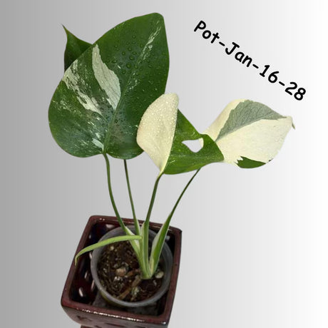 Monstera Albo Variegated Live Plant - RARE Indoor White Albo Borsigiana Exotic Houseplant - Collector's Aroid - EXACT Plant - US Seller