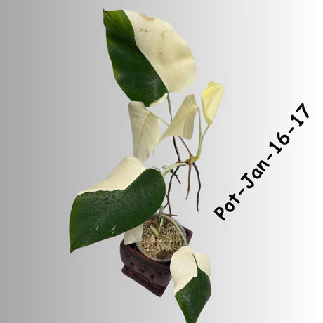 Monstera Albo Variegated Live Plant - RARE Indoor White Albo Borsigiana Exotic Houseplant - Collector's Aroid - EXACT Plant - US Seller