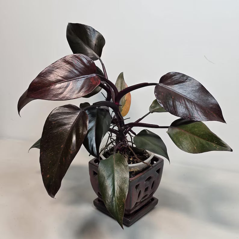 Philodendron Orange Princess Live Plant - Rare Collector Plant - Orange-Red Variegated - Exact Plant - US Seller