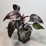 Philodendron Orange Princess Live Plant - Rare Collector Plant - Orange-Red Variegated - Exact Plant - US Seller