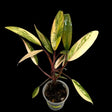 Variegated Plant
Gift Houseplant
