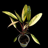 Variegated Plant
Gift Houseplant
