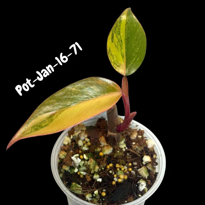 Variegated Plant
Strawberry Shake
