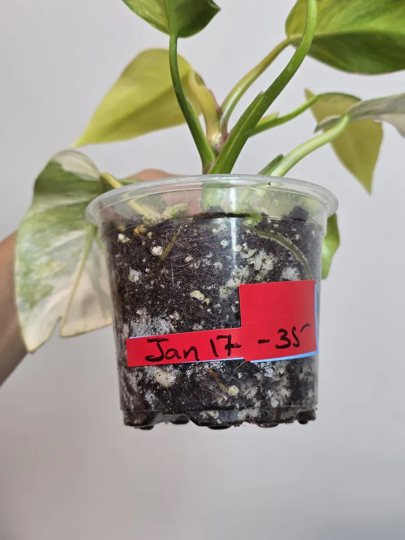 Philodendron White Princess Tricolor - Super Rare Variegated Aroid - Indoor Climbing Houseplant Collector Plant - Same Plant - US Seller