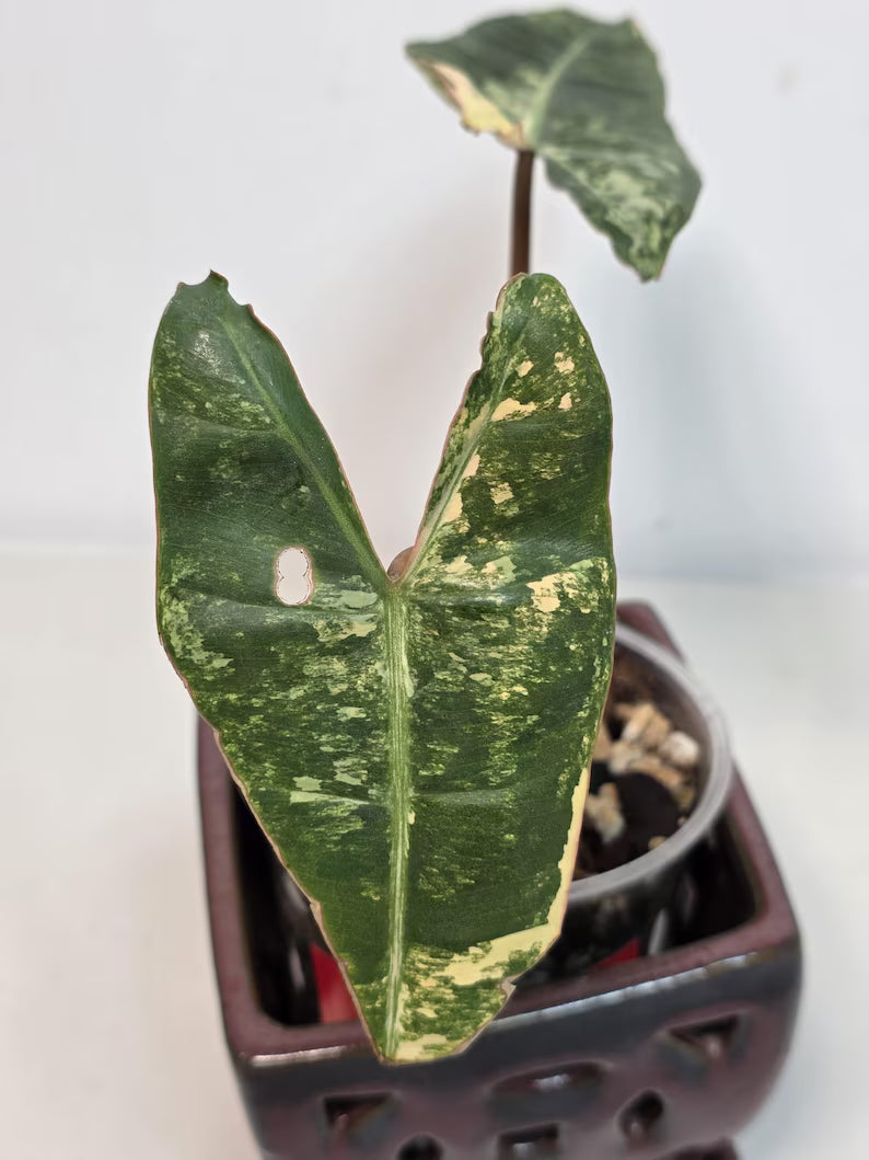 Philodendron Billietiae Variegated - Super Rare Variegated Billietiae Pot - Large Leaves - Collector's Aroid - Exact Same Plant - US Seller