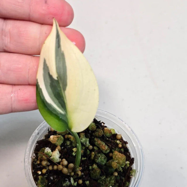  Variegated Scindapsus 