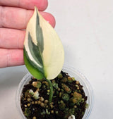 Super Rare Scindapsus Treubii ‘Moonlight’ Albo - Variegated Collector Plant - Exotic Tropical Plant - US Seller